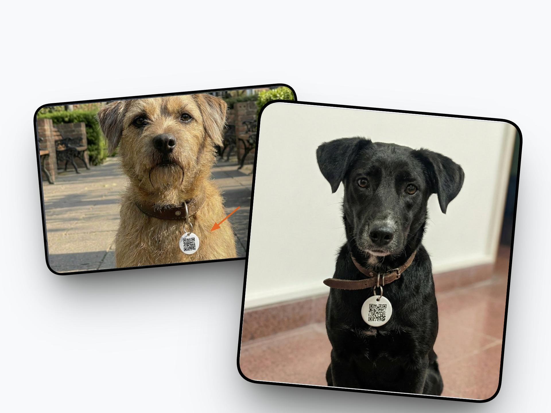 PetFinder screenshot 3